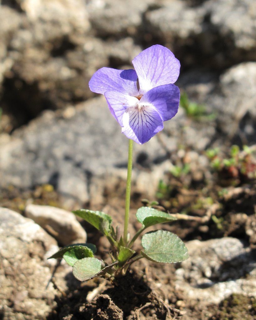 Viola rupestris